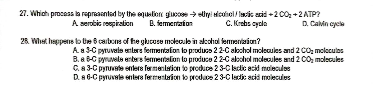 27. Which process is represented by the equation: glucose -> ethyl alcohol / lactic acid +2 CO2 +2 ATP?
A. aerobic respiration
B. fermentation
C. Krebs cycle
D. Calvin cycie
28. What happens to the 6 carbons of the glucose molecule in alcohol fermentation?
A. a 3-C pyruvate enters fermentation to produce 22-C alcohol molecules and 2 CO2 molecules
B. a 6-C pyruvate enters fermentation to produce 2 2-C alcohol molecules and 2 CO2 molecules
C. a 3-C pyruvate enters fermentation to produce 2 3-C lactic acid molecules
D. a 6-C pyruvate enters fermentation to produce 2 3-C lactic acid molecules
