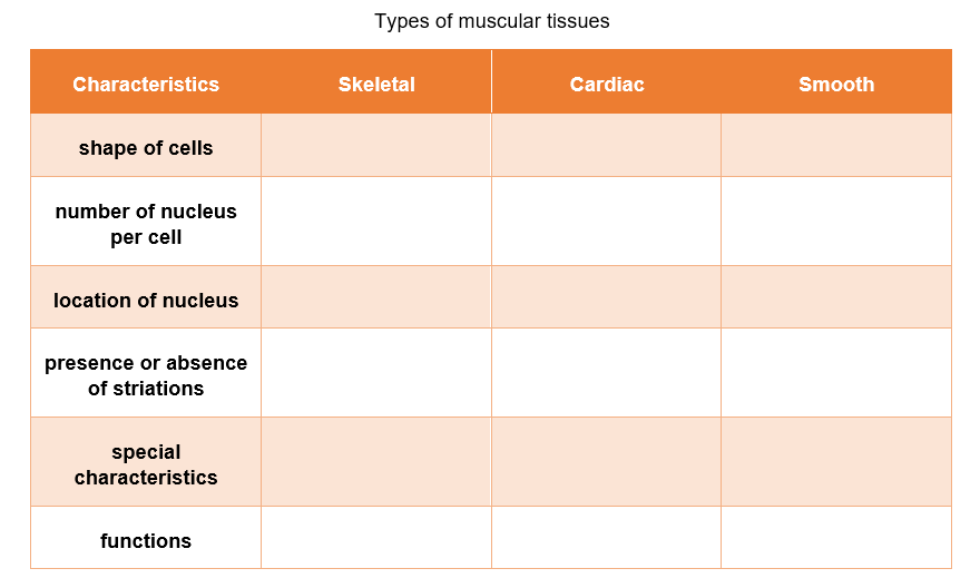 Types of muscular tissues
Characteristics
Skeletal
Cardiac
Smooth
shape of cells
number of nucleus
per cell
location of nucleus
presence or absence
of striations
special
characteristics
functions
