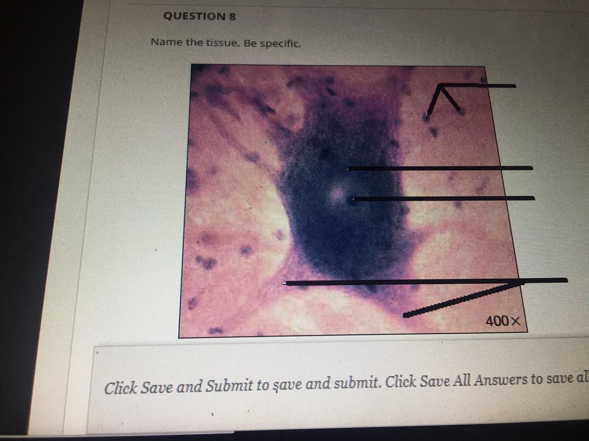 QUESTION 8
Name the tissue. Be specific.
400x
Click Save and Submit to şave and submit. Click Save All Answers to save al
