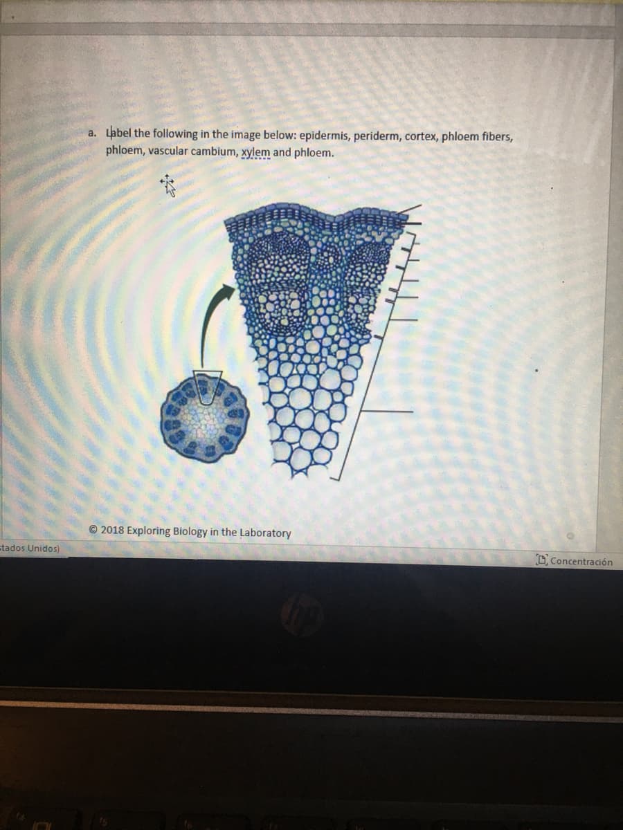 a. Label the following in the image below: epidermis, periderm, cortex, phloem fibers,
phloem, vascular cambium, xylem and phloem.
© 2018 Exploring Biology in the Laboratory
stados Unidos)
O Concentración
