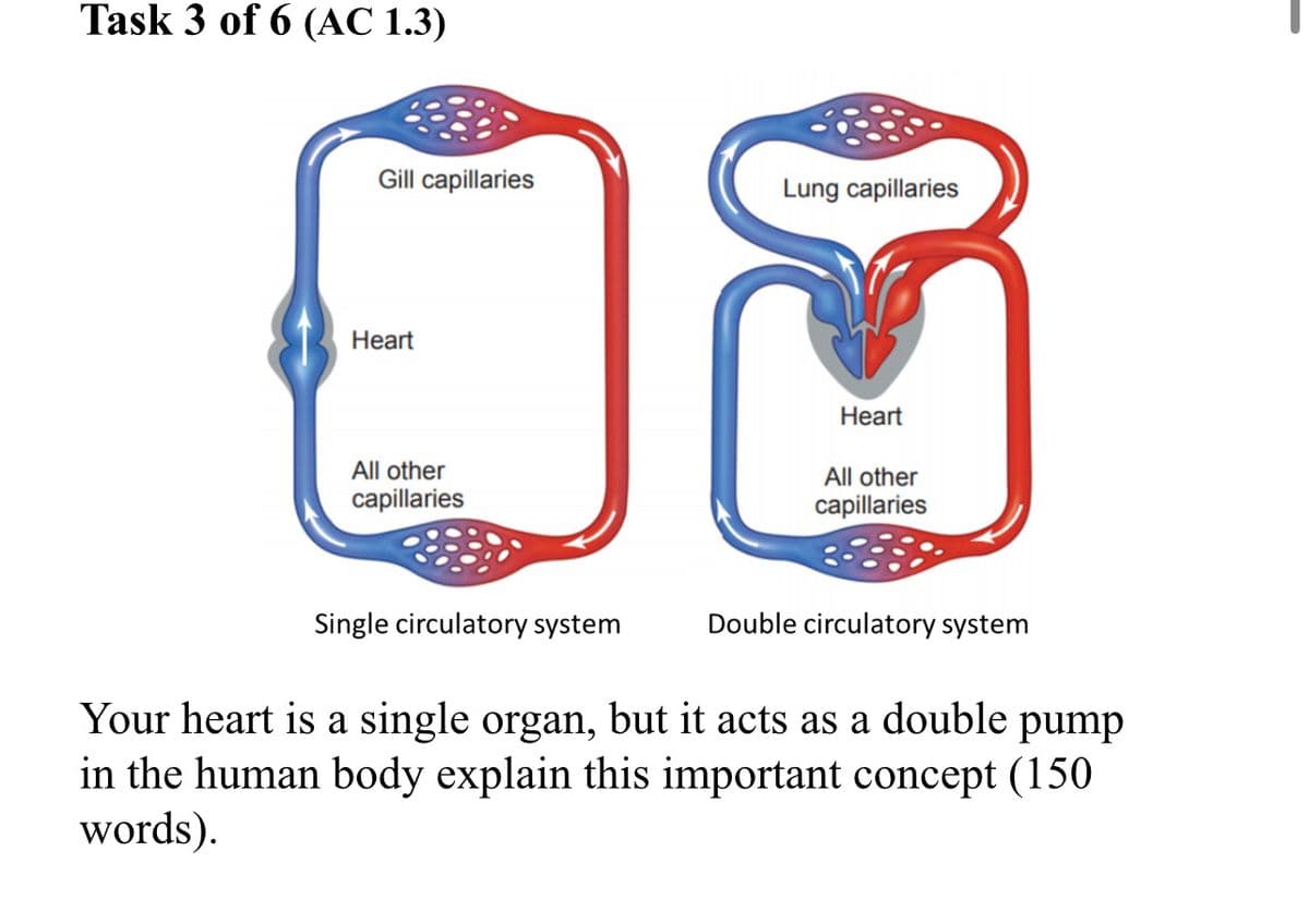 Task 3 of 6 (AC 1.3)
Gill capillaries
Heart
All other
capillaries
Single circulatory system
Lung capillaries
Heart
All other
capillaries
Double circulatory system
Your heart is a single organ, but it acts as a double pump
in the human body explain this important concept (150
words).
