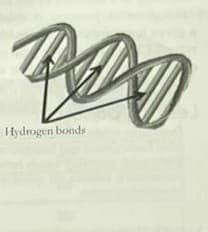 IHydrogen bonds
