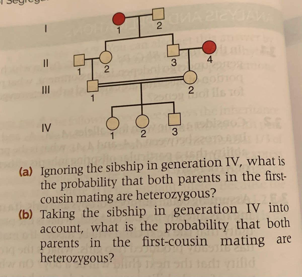 1
||
3
4
1
oob
2 ls ro
II
1
IV
3
(a) Ignoring the sibship in generation IV, what is
the probability that both parents in the first-
cousin mating are heterozygous?
(b) Taking the sibship in generation IV into
account, what is the probability that both
parents in the first-cousin mating are
heterozygous?
dar
nifld
2.
2.
