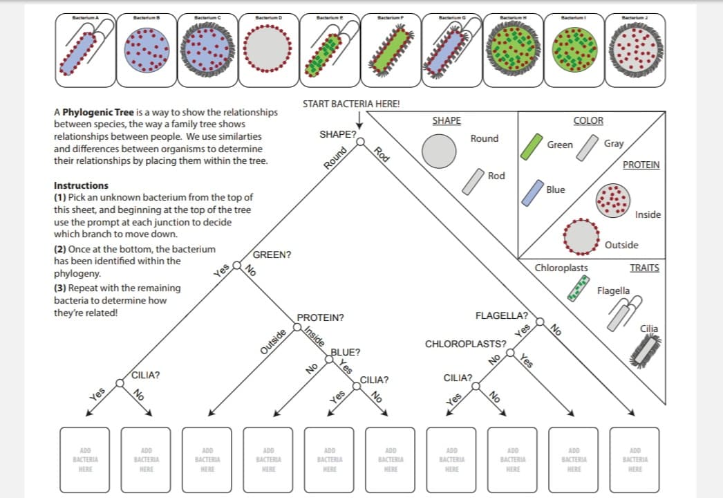 Bacterium A
Bacterium B
Bacterium C
Bacterium D
A Phylogenic Tree is a way to show the relationships
between species, the way a family tree shows
relationships between people. We use similarties
and differences between organisms to determine
their relationships by placing them within the tree.
Instructions
(1) Pick an unknown bacterium from the top of
this sheet, and beginning at the top of the tree
use the prompt at each junction to decide
which branch to move down.
(2) Once at the bottom, the bacterium
has been identified within the
C
phylogeny.
Yes
(3) Repeat with the remaining
bacteria to determine how
they're related!
CILIA?
No
Yes
ADD
BACTERIA
HERE
ADD
BACTERIA
HERE
ADD
BACTERIA
HERE
GREEN?
No
Outside
ADD
BACTERIA
HERE
Bacterium E
CHERIE
START BACTERIA HERE!
SHAPE?
Round
PROTEIN?
No
Yes
Inside
BLUE?
Yes
Bacterium F
ADD
BACTERIA
HERE
www.
Rod
CILIA?
No
ADD
BACTERIA
HERE
www
Bacterium G
E
SHAPE
Yes
Round
ADD
BACTERIA
HERE
Bacterium H
Rod
CHLOROPLASTS?
CILIA?
FLAGELLA?
No
No
Yes
Yes
ADD
BACTERIA
HERE
Bacterium
COLOR
Green
Blue
Chloroplasts
No
ADD
BACTERIA
HERE
Bacterium J
Gray
PROTEIN
Inside
Outside
TRAITS
Cilia
Flagella
ADD
BACTERIA
HERE