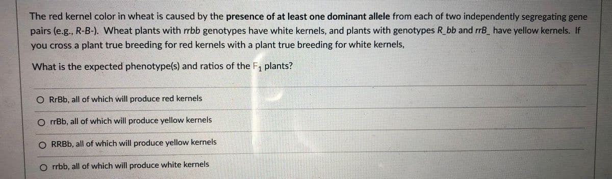 The red kernel color in wheat is caused by the presence of at least one dominant allele from each of two independently segregating gene
pairs (e.g., R-B-). Wheat plants with rrbb genotypes have white kernels, and plants with genotypes R_bb and rrB_ have yellow kernels. If
you cross a plant true breeding for red kernels with a plant true breeding for white kernels,
What is the expected phenotype(s) and ratios of the F, plants?
O RrBb, all of which will produce red kernels
O rrBb, all of which will produce yellow kernels
O RRBB, all of which will produce yellow kernels
O rrbb, all of which will produce white kernels
