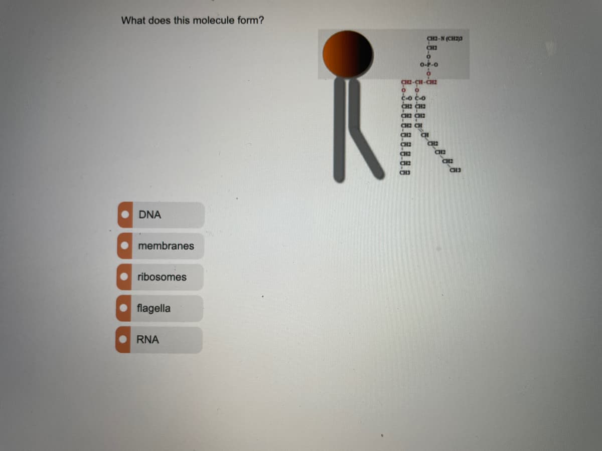 What does this molecule form?
CH2-N (CHZP
CH2
o-P-0
CH2-CH-CH2
c-o c-o
CH2 CH2
CH2
CH2 CH
CH2
CH2
CH2
CH2
CH2
CH3
DNA
membranes
ribosomes
flagella
RNA
