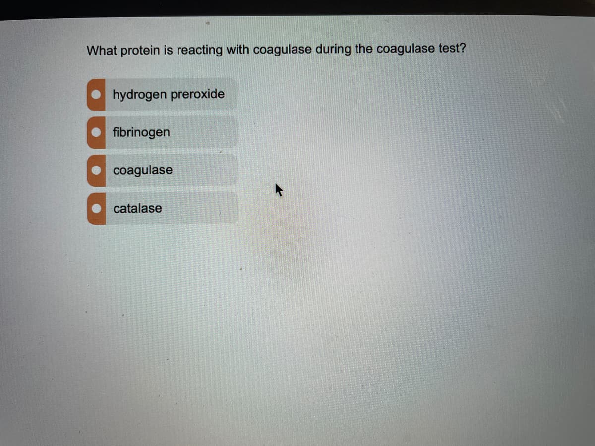 What protein is reacting with coagulase during the coagulase test?
hydrogen preroxide
fibrinogen
coagulase
catalase
