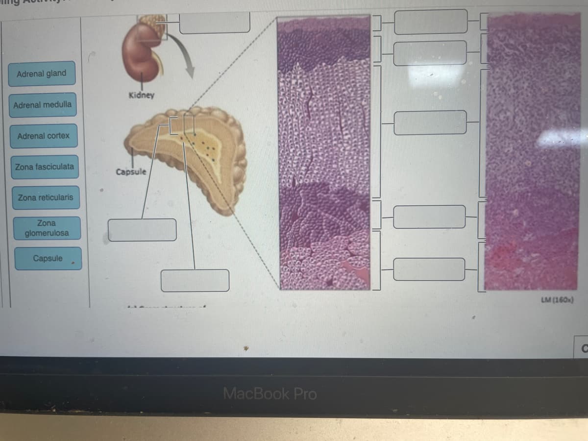 Adrenal gland
Kidney
Adrenal medulla
Adrenal cortex
Zona fasciculata
Capsule
Zona reticularis
Zona
glomerulosa
Capsule
LM (160x)
MacBook Pro
