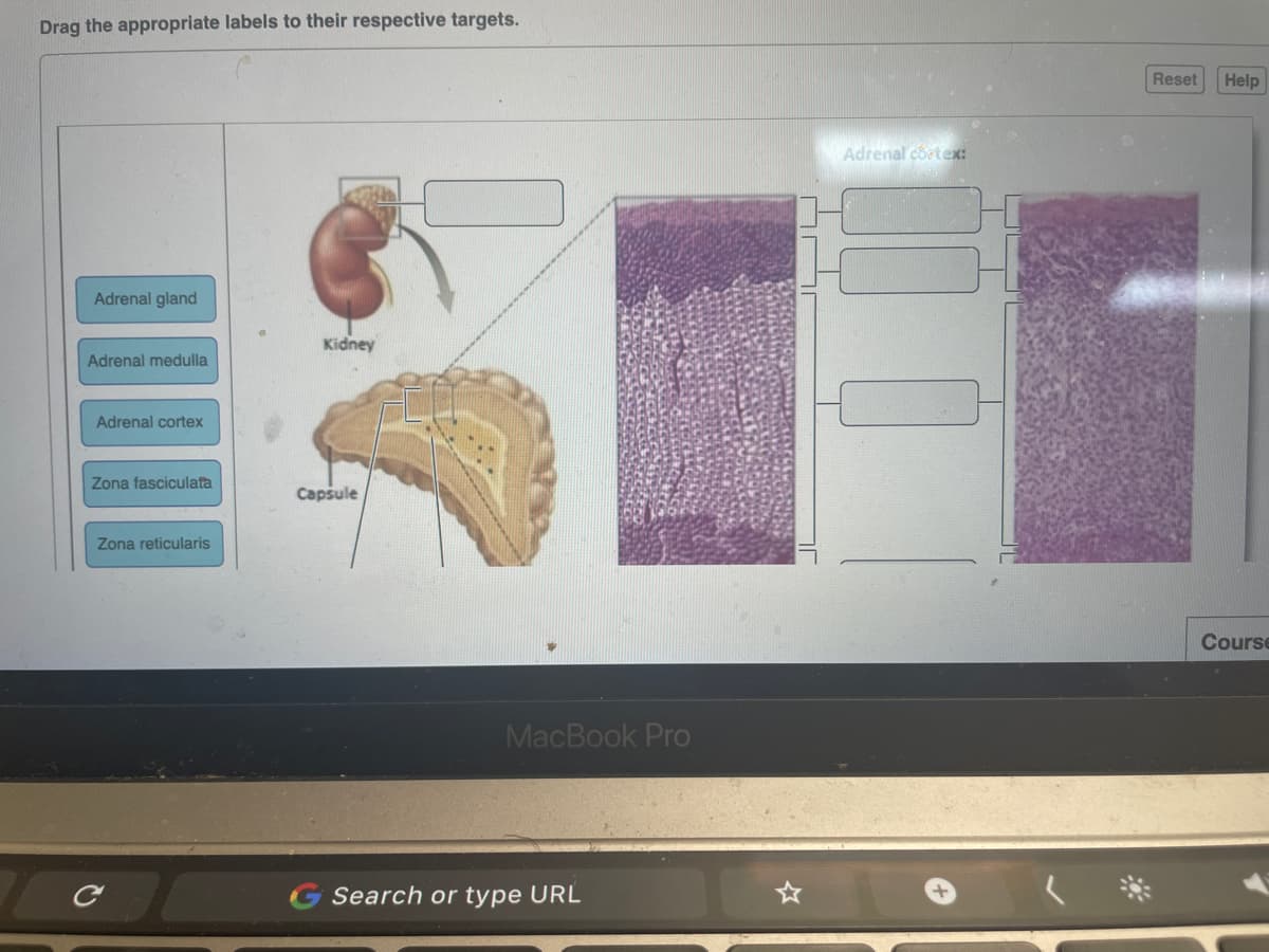 Drag the appropriate labels to their respective targets.
Reset
Help
Adrenal cortex:
Adrenal gland
Kidney
Adrenal medulla
Adrenal cortex
Zona fasciculata
Capsule
Zona reticularis
Course
MacBook Pro
Search or type URL

