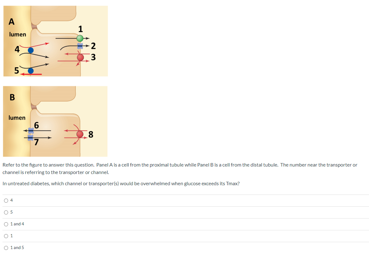 Refer to the figure to answer this question. Panel A is a cell from the proximal tubule while Panel B is a cell from the distal tubule. The number near the transporter or
channel is referring to the transporter or channel.
In untreated diabetes, which channel or transporter(s) would be overwhelmed when glucose exceeds its Tmax?
