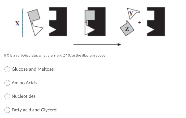 X
If X is a carbohydrate, what are Y and Z? (Use the diagram above)
Glucose and Maltose
Amino Acids
Nucleotides
Fatty acid and Glycerol
