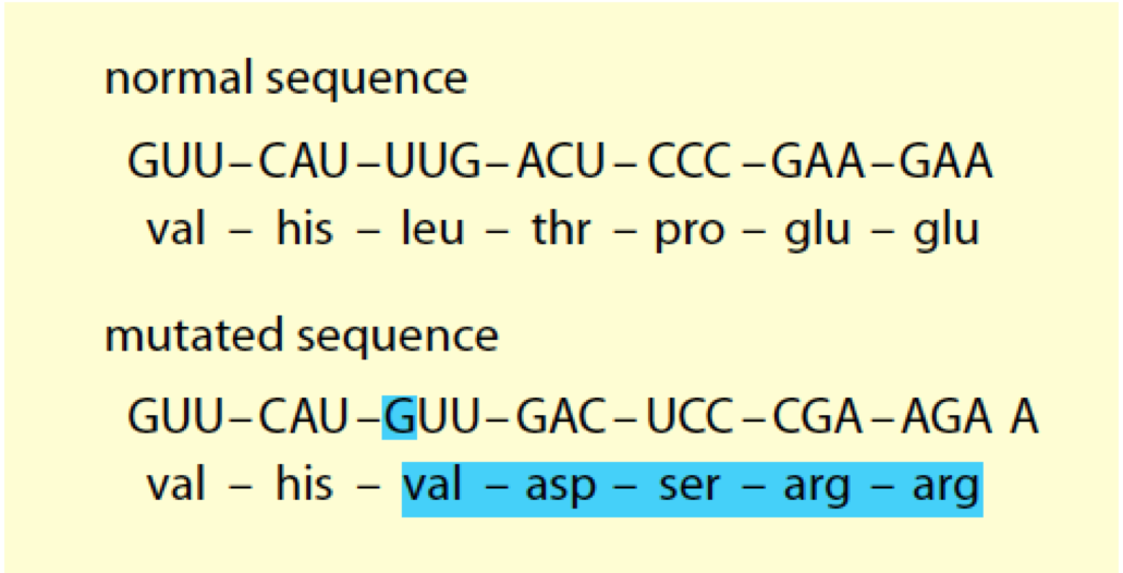 normal sequence
GUU-CAU-UUG-ACU– CCC -GAA-GAA
val - his - leu – thr - pro – glu – glu
|
mutated sequence
GUU-CAU-GUU-GAC-UCC-CGA-AGA A
val - his - val – asp – ser – arg – arg
