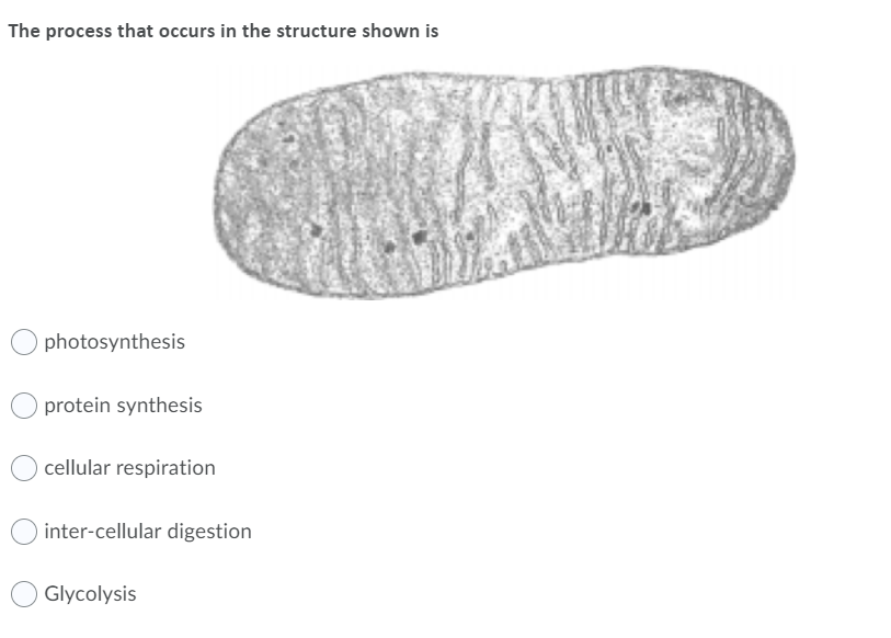 The process that occurs in the structure shown is
photosynthesis
protein synthesis
cellular respiration
inter-cellular digestion
Glycolysis
