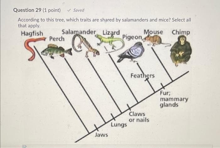 Question 29 (1 point)
Saved
According to this tree, which traits are shared by salamanders and mice? Select all
that apply.
Salamander Lizard
Perch
Mouse Chimp
Hagfish
Pigeon
Feathers
Fur;
mammary
glands
Claws
or nails
Lungs
Jaws
