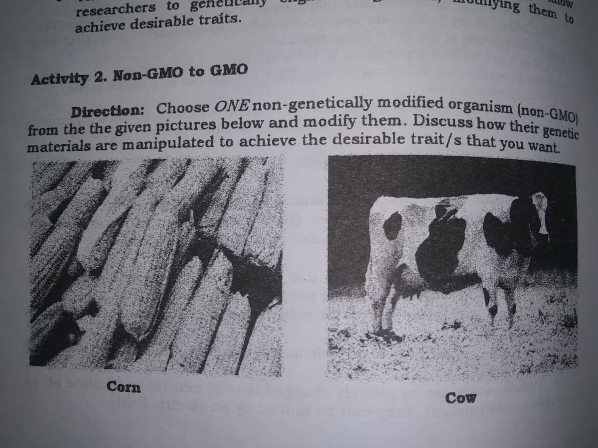 them to
from the the given pictures below and modify them. Discuss how their genetic
Direction: Choose ONE non-genetically modified organism (non-GMO)
researchers to
achieve desirable traits.
Activity 2. Non-GMO to GMO
materials are manipulated to achieve the desirable trait/s that voU Tn
Corn
Cow
