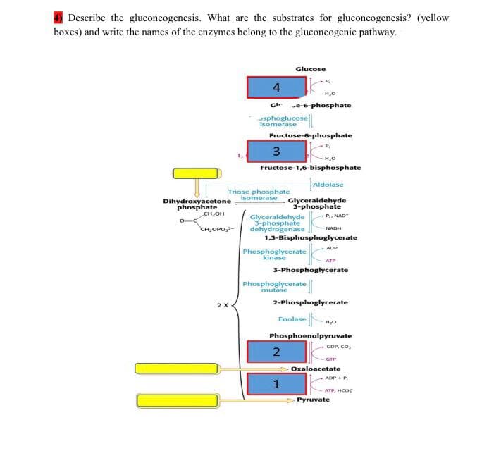 Describe the gluconeogenesis. What are the substrates for gluconeogenesis? (yellow
boxes) and write the names of the enzymes belong to the gluconeogenic pathway.
Glucose
4
se-6-phosphate
usphoglucose
isomerase
Fructose-6-phosphate
Fructose-1,6-bisphosphate
HAidolase
Triose phosphate
Dihydroxyacetone
phosphate
isomerase Glyceraldehyde
3-phosphate
P.. NAD
CH,OH
Glyceraldehyde
3-phosphate
dehydrogenase
1,3-Bisphosphoglycerate
CH,OPO,-
NADH
ADP
Phosphoglycerate
kinase
ATP
3-Phosphoglycerate
Phosphoglycerate ||
mutase
2-Phosphoglycerate
2 X
Enolase
Phosphoenolpyruvate
GDP, CO,
GIP
Oxaloacetate
ADP + P,
1
ATP, HCOS
Pyruvate

