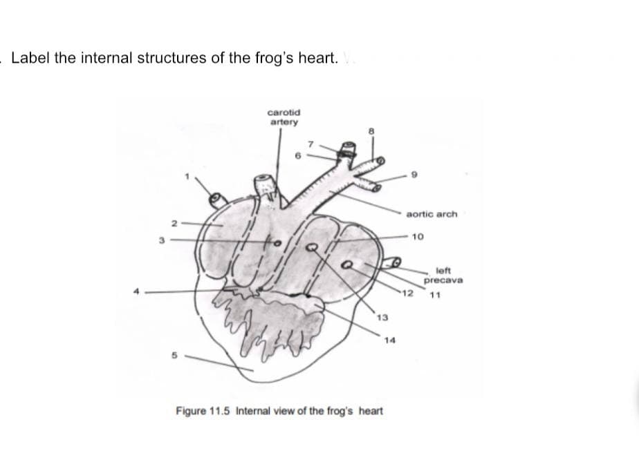 - Label the internal structures of the frog's heart.
carotid
artery
6
aortic arch
10
left
precava
12 11
13
14
Figure 11.5 Internal view of the frog's heart

