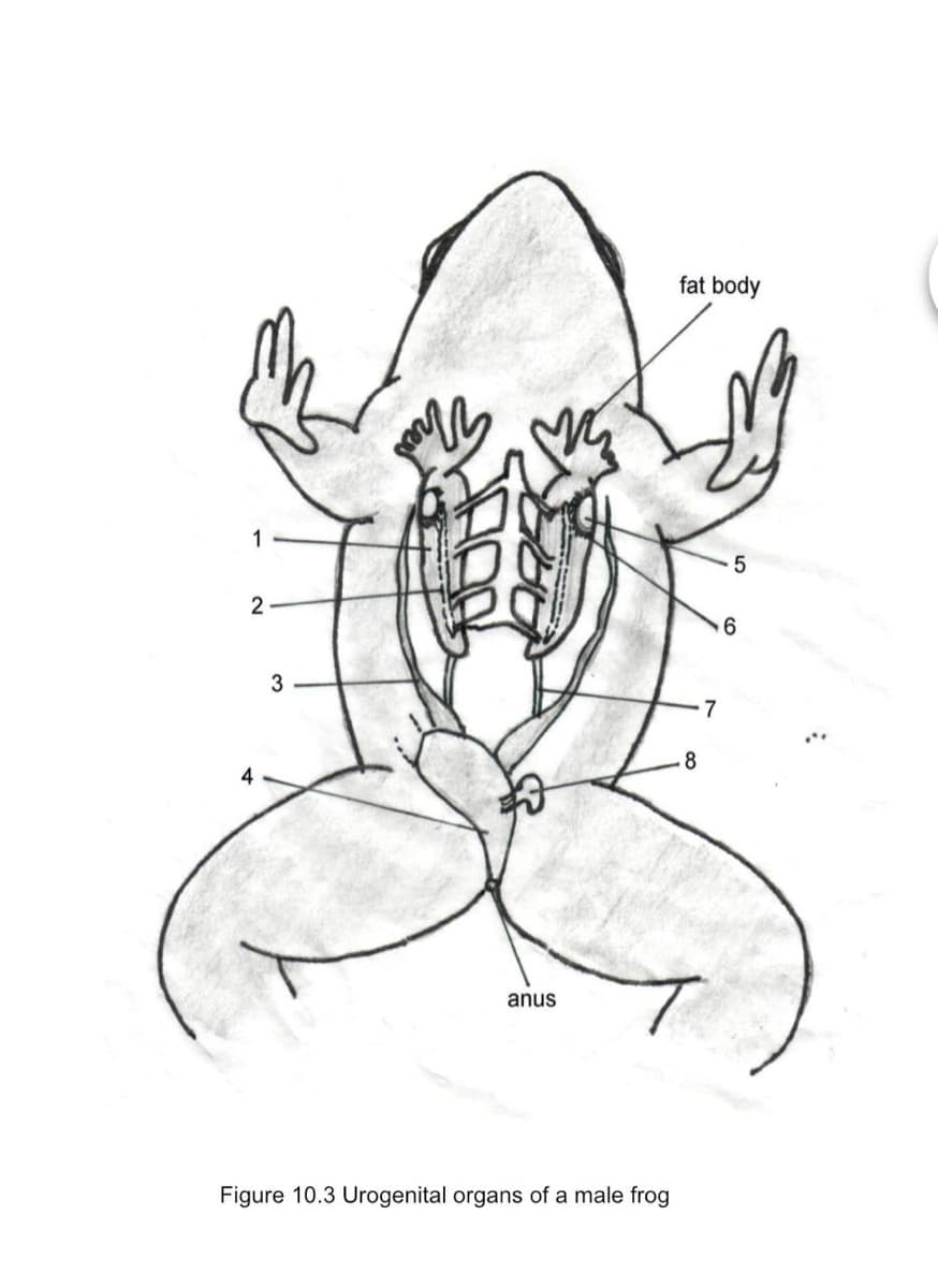 fat body
1
2
6
3
7
.8
anus
Figure 10.3 Urogenital organs of a male frog
