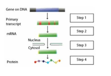 Gene on DNA
Primary
transcript
mRNA
Protein
Nucleus
Cytosol
-
Step 1
Step 2
Step 3
Step 4