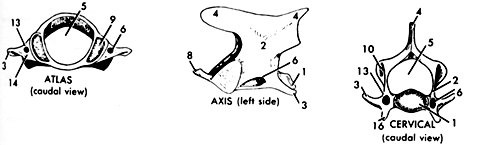 13
10
13
ATLAS
(caudal view)
AXIS (left side)
16 CERVICAL
(caudal view)
