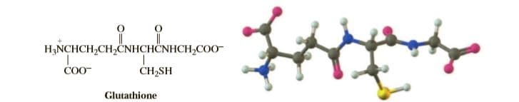 H;NCHCH,CH,CNHCHČNHCH,COo-
COO-
CH,SH
Glutathione
