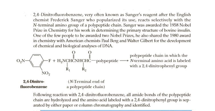 2,4-Dinitrofluorobenzene, very often known as Sanger's reagent after the English
chemist Frederick Sanger who popularized its use, reacts selectively with the
N-terminal amino group of a polypeptide chain. Sanger was awarded the 1958 Nobel
Prize in Chemistry for his work in determining the primary structure of bovine insulin.
One of the few people to be awarded two Nobel Prizes, he also shared the 1980 award
in chemistry with American chemists Paul Berg and Walter Gilbert for the development
of chemical and biological analyses of DNA.
polypeptide chain in which the
-F + H,NCHČNHCHC-polypeptide N-terminal amino acid is labeled
with a 2,4-dinitrophenyl group
O,N-
R2
NO,
(N-Terminal end of
a polypeptide chain)
2,4-Dinitro-
fluorobenzene
Following reaction with 2,4-dinitrofluorobenzene, all amide bonds of the polypeptide
chain are hydrolyzed and the amino acid labeled with a 2,4-dinitrophenyl group is sep-
arated by either paper or column chromatography and identified.
