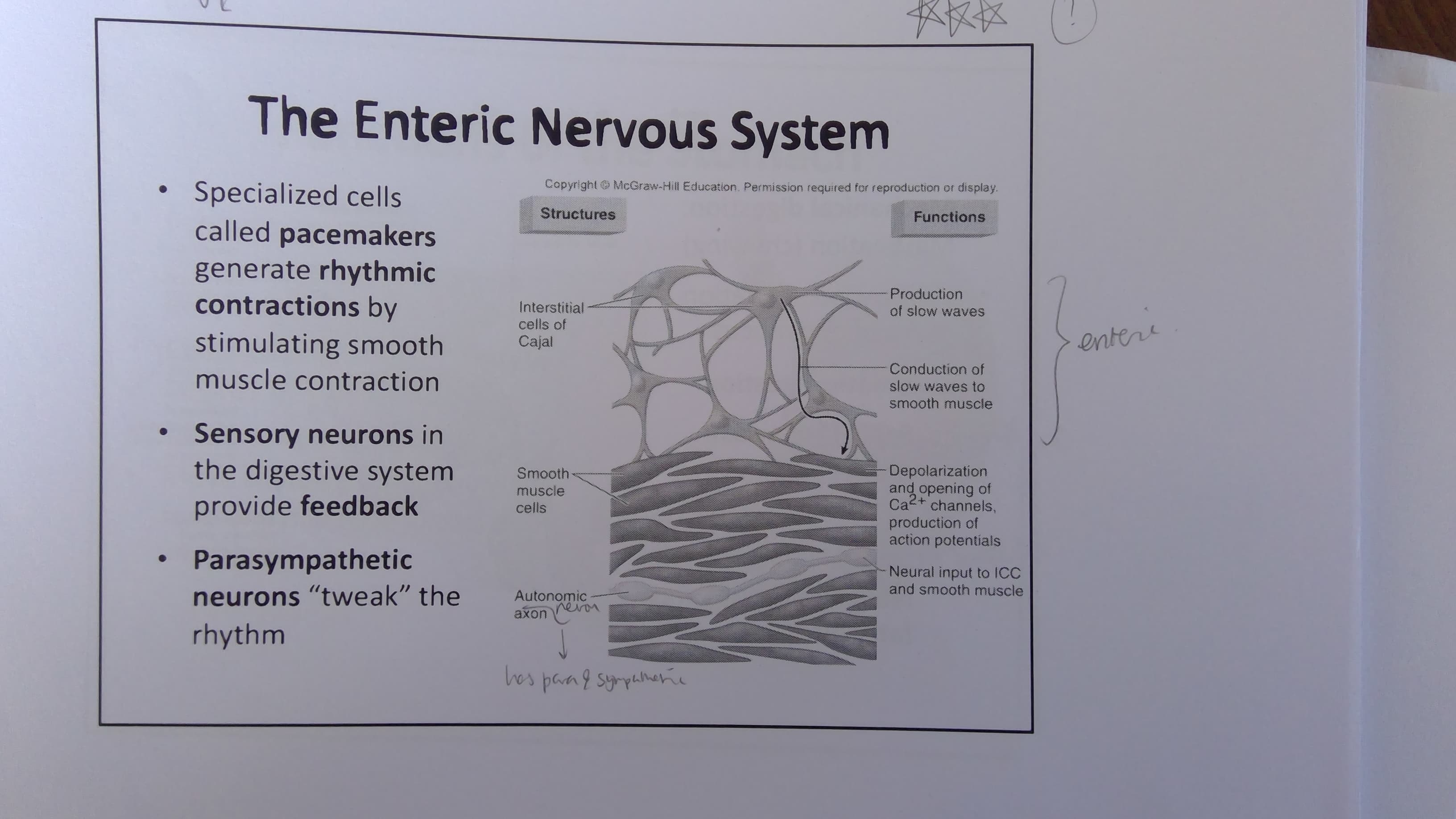 The Enteric Nervous System
Copyright
McGraw-Hill Education. Permission required for reproduction or display.
Specialized cells
called pacemakers
generate rhythmic
contractions by
stimulating smooth
Structures
Functions
Production
Interstitial
cells of
of slow waves
enter
Cajal
Conduction of
slow waves to
muscle contraction
smooth muscle
Sensory neurons in
the digestive system
provide feedback
Depolarization
Smooth
and opening of
Caz+ channels,
muscle
cells
production of
action potentials
Parasympathetic
Neural input to ICC
and smooth muscle
neurons "twe ak" the
Autonomic
en
axon
rhythm
hes paag syrpiner
