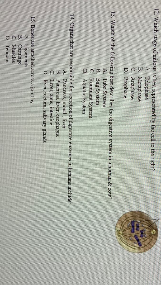 12. Which stage of mitosis is best represented by the cell to the right?
A. Telophase
B. Metaphase
C. Anaphase
D. Prophase
13. Which of the following best describes the digestive system in a human & cow?
A. Tube System
B. Bag System
C. Ruminant System
D. Aquatic System
14. Organs that are responsible for secretion of digestive enzymes in humans include:
A. Pancreas, mouth, liver
B. Pancreas, liver, esophagus
C. Liver, anus, intestine
D. liver, rectum, salivary glands
15. Bones are attached across a joint by:
A. Ligaments
B. Cartilage
C. Muscles
D. Tendons
