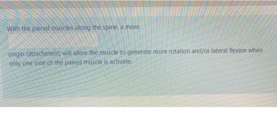 With the paired muscles along the spine, a more
origin (attachment) will allow the muscle to generate more rotation and/or lateral flexion when
only one side of the paired muscle is activate.
