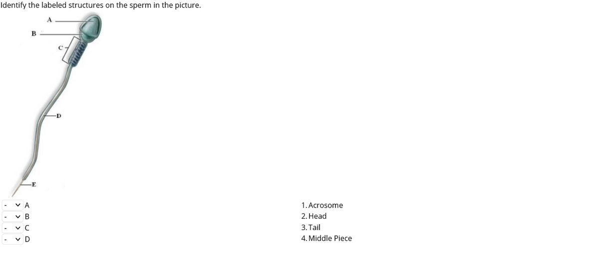 Identify the labeled structures on the sperm in the picture.
-D
E
v A
1. Acrosome
v B
2. Head
-
v C
3. Tail
v D
4. Middle Piece
