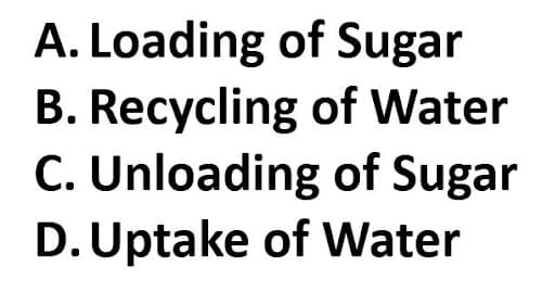 A. Loading of Sugar
B. Recycling of Water
C. Unloading of Sugar
D. Uptake of Water
