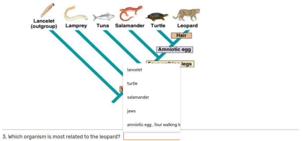 Lancelet
(outgroup)
Lamprey
Tuna
Salamander Turtle
Leopard
Hair
Amniotic egg
legs
lancelet
turtle
salamander
jaws
amniotic egg, four walking le
3. Which organism is most related to the leopard?
