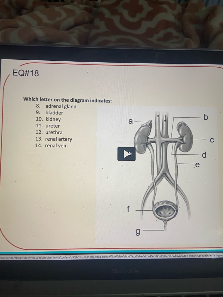 EQ#18
Which letter on the diagram indicates:
8. adrenal gland
9. bladder
10. kidney
b
a
11. ureter
12. urethra
13. renal artery
C
14. renal vein
d.
f
g
rowseandembed/index/media-redirect/entryid/1_sdysv1pi/showDescription/false/showTitle/false/showTags/false/showDuration/false/showOwner/false/showUploadDate/false/play
MacBook Air
