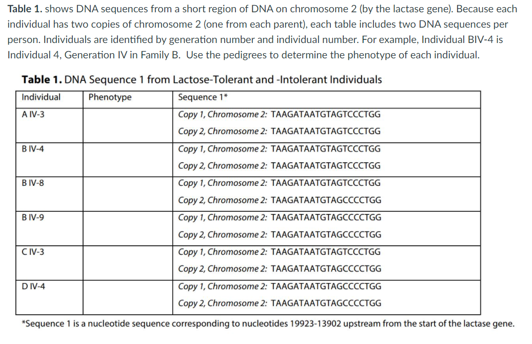 Table 1. shows DNA sequences from a short region of DNA on chromosome 2 (by the lactase gene). Because each
individual has two copies of chromosome 2 (one from each parent), each table includes two DNA sequences per
person. Individuals are identified by generation number and individual number. For example, Individual BIV-4 is
Individual 4, Generation IV in Family B. Use the pedigrees to determine the phenotype of each individual.
Table 1. DNA Sequence 1 from Lactose-Tolerant and -Intolerant Individuals
Individual
Phenotype
Sequence 1*
A IV-3
Copy 1, Chromosome 2: TAAGATAATGTAGTCCCTGG
Copy 2, Chromosome 2: TAAGATAATGTAGTCCCTGG
В IV-4
Copy 1, Chromosome 2: TAAGATAATGTAGTCCCTGG
Copy 2, Chromosome 2: TAAGATAATGTAGTCCCTGG
B IV-8
Copy 1, Chromosome 2: TAAGATAATGTAGTCCCTGG
Copy 2, Chromosome 2: TAAGATAATGTAGCCCCTGG
В IV-9
Copy 1, Chromosome 2: TAAGATAATGTAGCCCCTGG
Copy 2, Chromosome 2: TAAGATAATGTAGCCCCTGG
CIV-3
Copy 1, Chromosome 2: TAAGATAATGTAGTCCCTGG
Copy 2, Chromosome 2: TAAGATAATGTAGCCCCTGG
D IV-4
Copy 1, Chromosome 2: TAAGATAATGTAGCCCCTGG
Copy 2, Chromosome 2: TAAGATAATGTAGCCCCTGG
*Sequence 1 is a nucleotide sequence corresponding to nucleotides 19923-13902 upstream from the start of the lactase gene.
