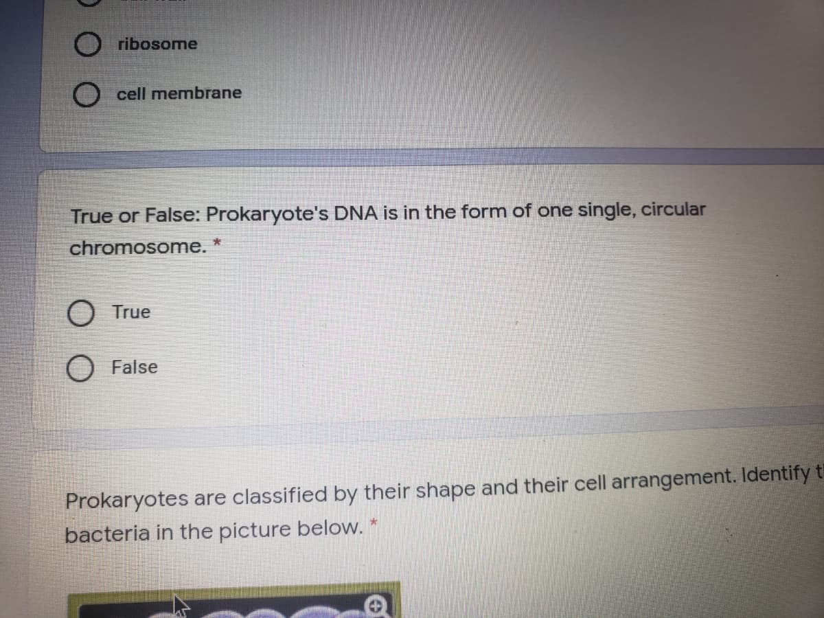 ribosome
cell membrane
True or False: Prokaryote's DNA is in the form of one single, circular
chromosome. *
O True
O False
Prokaryotes are classified by their shape and their cell arrangement. Identify th
bacteria in the picture below.
