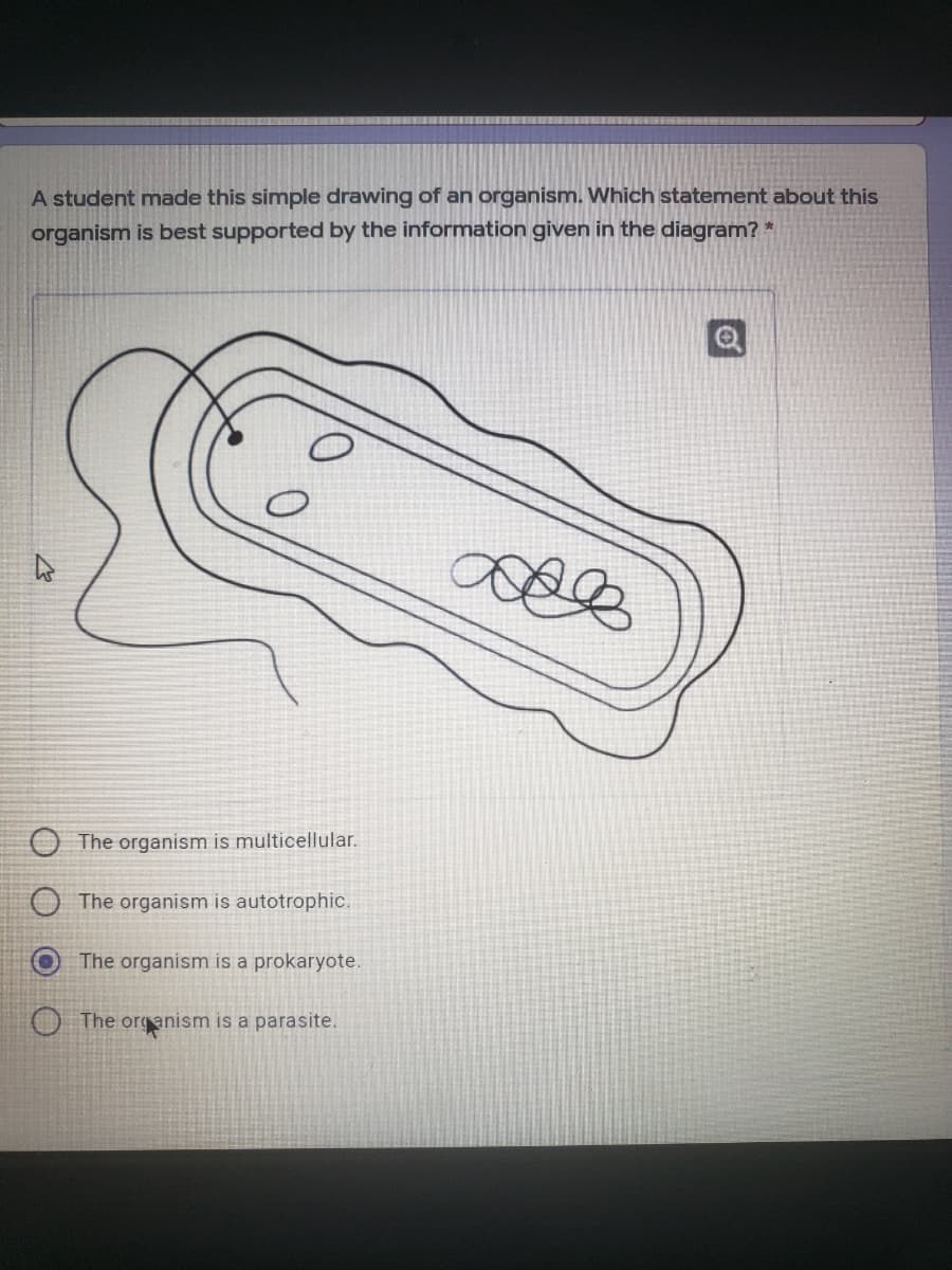 A student made this simple drawing of an organism. Which statement about this
organism is best supported by the information given in the diagram?
The organism is multicellular.
The organism is autotrophic.
The organism is a prokaryote.
O The organism is a parasite.
