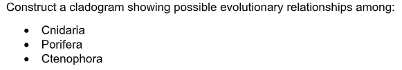 Construct a cladogram showing possible evolutionary relationships among:
Cnidaria
Porifera
Ctenophora
●