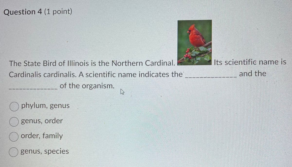 Question 4 (1 point)
The State Bird of Illinois is the Northern Cardinal.
Cardinalis cardinalis. A scientific name indicates the
of the organism.
phylum, genus
genus, order
order, family
genus, species
A
Its scientific name is
and the
