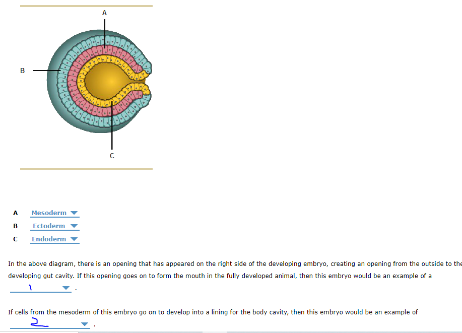 A
A
Mesoderm
Ectoderm
Endoderm
In the above diagram, there is an opening that has appeared on the right side of the developing embryo, creating an opening from the outside to th
developing gut cavity. If this opening goes on to form the mouth in the fully developed animal, then this embryo would be an example of a
If cells from the mesoderm of this embryo go on to develop into a lining for the body cavity, then this embryo would be an example of
