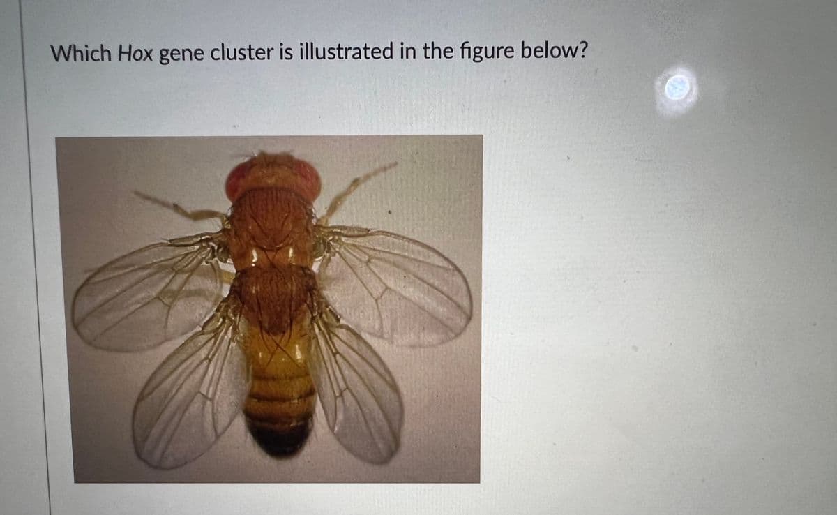 Which Hox gene cluster is illustrated in the figure below?