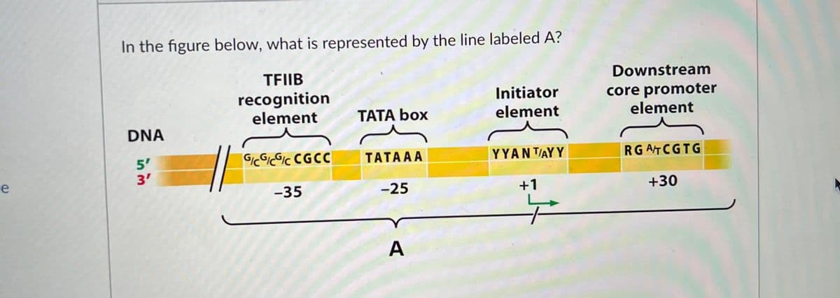 e
In the figure below, what is represented by the line labeled A?
TFIIB
recognition
element
DNA
in m
3'
G/CGICGIC CGCC
-35
TATA box
TATAAA
-25
A
Initiator
element
YYAN TAYY
+1
Downstream
core promoter
element
RGATCGTG
+30