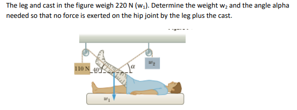 The leg and cast in the figure weigh 220 N (w1). Determine the weight wz and the angle alpha
needed so that no force is exerted on the hip joint by the leg plus the cast.
110 N
