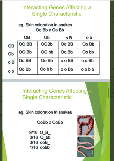 Interacting Genes Affecting a
Single Characteristic
eg. Skin coloration in snakes
Oо Bb x Oo Bb
OB
Ob
oB
ob
00 BB
OOBB
Oo BB
Oo Bb
OB
Ob
00 Bb
00 bb
Oo Bb
Oo bb
Oo BB
Oo Bb
o o BB
o o Bb
o B
Oo Bb
Oo bb
o o Bb
oobb
ob
Interacting Genes Affecting a
Single Characteristic
eg. Skin coloration in snakes
OoBb x OoBb
9/16 O_B_
3/16 O_bb
3/16 ooB_
1/16 oobb
