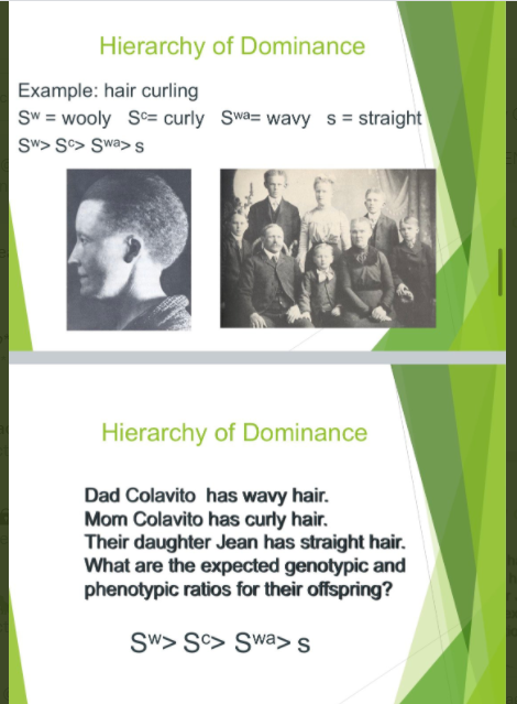 Hierarchy of Dominance
Example: hair curling
Sw = wooly Sc= curly Swa= wavy s = straight
Sw> S> Swa> s
Hierarchy of Dominance
Dad Colavito has wavy hair.
Mom Colavito has curly hair.
Their daughter Jean has straight hair.
What are the expected genotypic and
phenotypic ratios for their offspring?
Sw> S©> Swa>s
