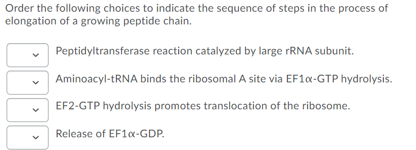 Order the following choices to indicate the sequence of steps in the process of
elongation of a growing peptide chain.
Peptidyltransferase reaction catalyzed by large rRNA subunit.
Aminoacyl-tRNA binds the ribosomal A site via EF1x-GTP hydrolysis.
EF2-GTP hydrolysis promotes translocation of the ribosome.
Release of EF1«-GDP.
>
