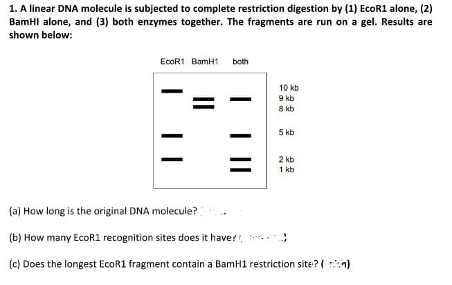 1. A linear DNA molecule is subjected to complete restriction digestion by (1) EcoR1 alone, (2)
BamHI alone, and (3) both enzymes together. The fragments are run on a gel. Results are
shown below:
EcoR1 BamH1 both
10 kb
9 kb
8 kb
5 kb
2 kb
1 kb
(a) How long is the original DNA molecule?
(b) How many EcoR1 recognition sites does it have?
(c) Does the longest EcoR1 fragment contain a BamH1 restriction site?()
