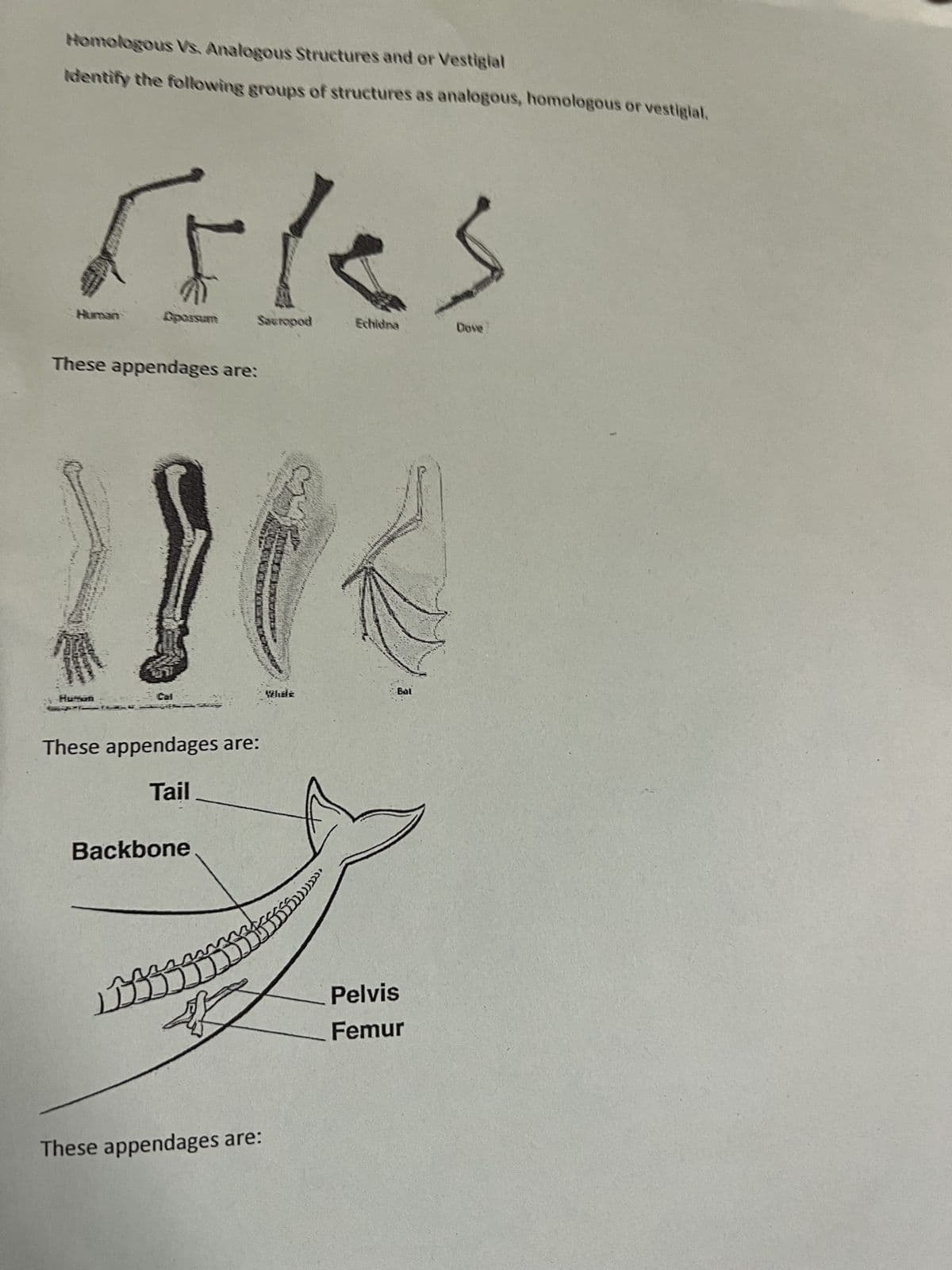 Homologous Vs. Analogous Structures and or Vestigial
Identify the following groups of structures as analogous, homologous or vestigial.
Tiles
Sacropod
Human
Gpossum
These appendages are:
Human
Cal
These appendages are:
Tail
Backbone.
ㅁㅁ
These appendages are:
TERA
C1
While
)))))),
Echidna
Bal
Pelvis
Femur
Dove