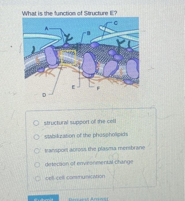 What is the function of Structure E?
C
9
E
21
F
Ostructural support of the cell
O stabilization of the phospholipids
Otransport across the plasma membrane
Odetection of environmental change
cell cell communication
Answer
