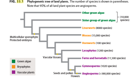 FIG. 33.1 Phylogenetic tree of land plants. The number of species is shown in parentheses.
Note that 90% of all land plant species are angiosperms.
Other green algae
(10,000
Sister group of green algae species)
Liverworts (8000 species)
- Mosses (15,000 species)
Multicellular sporophyte
Protected embryos
" Hormworts (100 species)
Lycophytes (1200 species)
Vascular tissues
Ferns and horsetalls (11,500 species)
Green algae
Bryophytes
Gymnosperms (1020 species)
Vascular plants
Seeds and pollen
Flowers
Anglosperms (>380,000 species)
