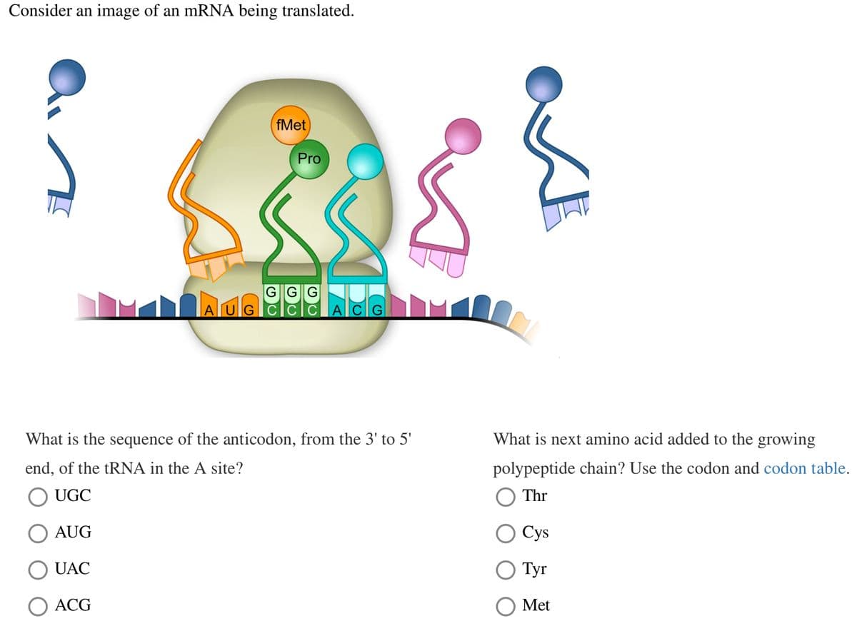 Consider an image of an mRNA being translated.
Ŝ
ACG
Aul
fMet
GGG
GCCCACG
UG
Pro
What is the sequence of the anticodon, from the 3' to 5'
end, of the tRNA in the A site?
UGC
AUG
UAC
What is next amino acid added to the growing
polypeptide chain? Use the codon and codon table.
Thr
Cys
O Tyr
Met